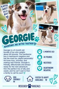 Foster Georgie -  Mixed Breed Dog for Adoption in Oswego, Illinois - Foster Georgie | PetCurious