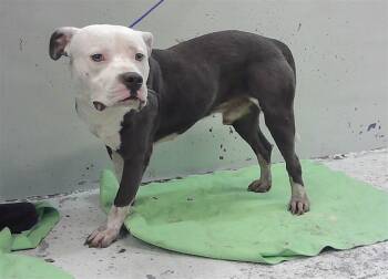 A2083667 -  Staffordshire Bull Terrier and Mixed Breed Dog for Adoption in Houston, Texas - A2083667 | PetCurious