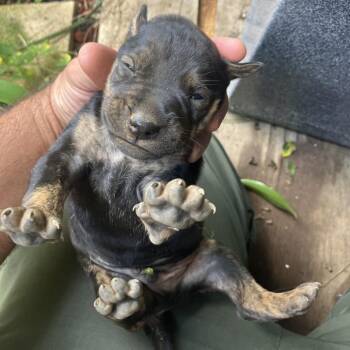 Paupueo -  Mixed Breed Dog for Adoption in Keaau, Hawaii - Paupueo | PetCurious