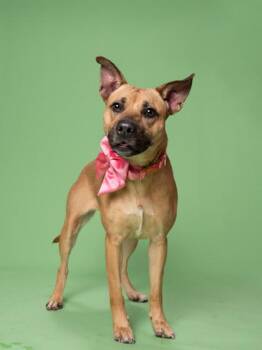 Mixed Breed Dogs Available for Adoption in Atlanta, Georgia - Maple | PetCurious