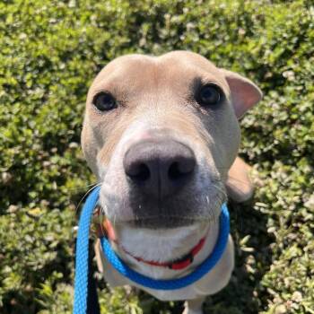 Gwen Stefani -  Pit Bull Terrier Dog for Adoption in Matteson, Illinois - Gwen Stefani | PetCurious