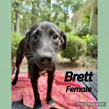 Brett -  Labrador Retriever Dog for Adoption in Manchester, Connecticut - Brett | PetCurious