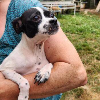 Dottie -  Chihuahua and Mixed Breed Dog for Adoption in Eureka, California - Dottie | PetCurious