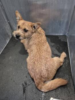 APPLE -  Terrier Dog for Adoption in San Antonio, Texas - APPLE | PetCurious