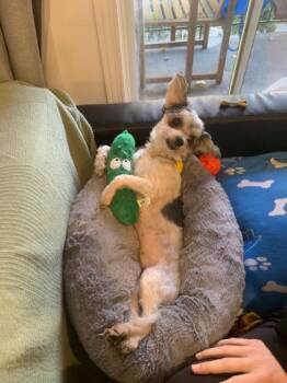 Rescue Mixed Breed Dogs for Adoption in Montreal, Quebec - Pickle (Molly) | PetCurious