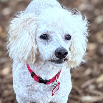 Paris -  Miniature Poodle Dog for Adoption in Boerne, Texas - Paris | PetCurious