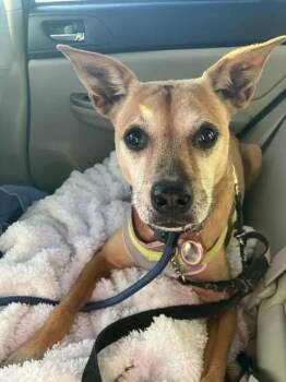 Eve -  Labrador Retriever Dog for Adoption in VERNON ROCKVL, Connecticut - Eve | PetCurious