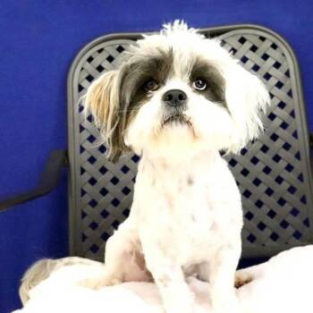Shih Tzu Dogs Available for Adoption - Adam | PetCurious