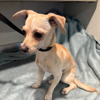 IVHS-Stray-141932 -  Chihuahua Dog for Adoption in San Gabriel, California - IVHS-Stray-141932 | PetCurious