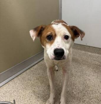 Booker -  Mixed Breed Dog for Adoption in Lafayette, Indiana - Booker | PetCurious