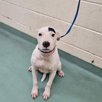 Harmony Jones -  Mixed Breed Dog for Adoption in Memphis, Tennessee - Harmony Jones | PetCurious