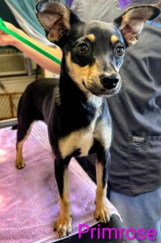 Primrose -  Miniature Pinscher Dog Available for Adoption in Mena, Arkansas - Primrose | PetCurious