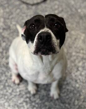 Rescue Pit Bull Terrier and Mixed Breed Dogs for Adoption in Carthage, Missouri - Sprinkles | PetCurious