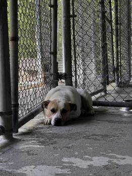 Jax -  Mixed Breed Dog for Adoption in Pearisburg, Virginia - Jax | PetCurious