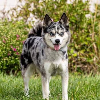 Roxy -  Pomeranian and Husky Dog for Adoption in Council Bluffs, Iowa - Roxy | PetCurious