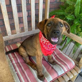 Iris -  Mixed Breed Dog for Adoption in Shorewood, Illinois - Iris | PetCurious
