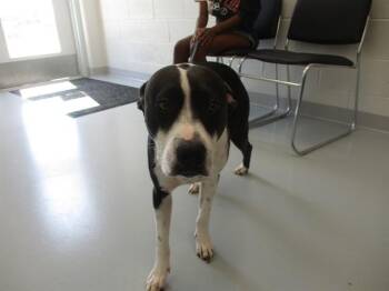 ENIAH -  Pit Bull Terrier and Mixed Breed Dog for Adoption in Ocala, Florida - ENIAH | PetCurious