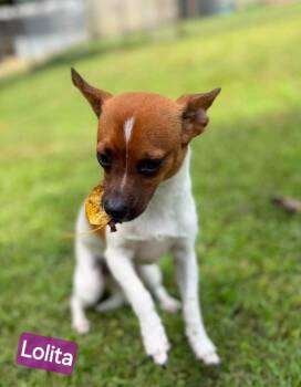 Lolita -  Chihuahua and Terrier Dog for Adoption in Wheelersburg, Ohio - Lolita | PetCurious