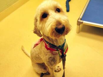Poodle Dogs Available for Adoption in Kalamazoo, Michigan - Kiwi | PetCurious