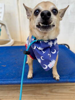 Rescue Chihuahua Dogs for Adoption in Greenville, South Carolina - Cypress | PetCurious