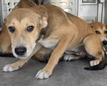 A431751 -  Siberian Husky and Mixed Breed Dog for Adoption in Conroe, Texas - A431751 | PetCurious
