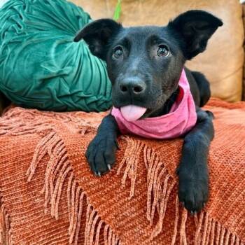 Maze Beauty and Brains -  German Shepherd Dog and Belgian Shepherd Malinois Dog for Adoption in Friendswood, Texas - Maze Beauty And Brains | PetCurious
