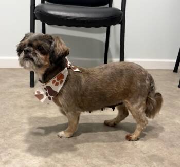 Shih Tzu Dogs Available for Adoption in Grant, Nebraska - Snickers | PetCurious