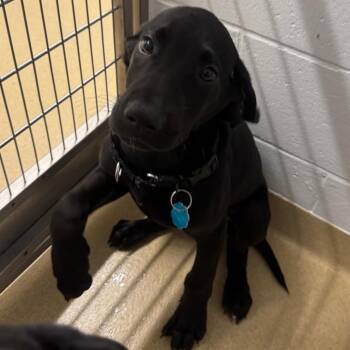 Percy -  Black Labrador Retriever and Mixed Breed Dog for Adoption in West Palm Beach, Florida - Percy | PetCurious