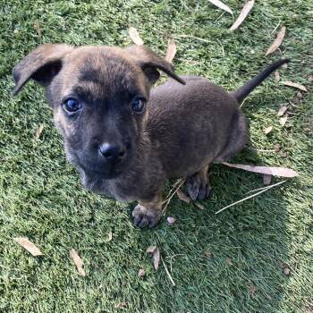 Junior -  Chihuahua and Terrier Dog for Adoption in Escondido, California - Junior | PetCurious