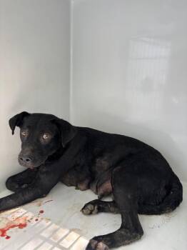 Opal -  Labrador Retriever Dog for Adoption in Mobile, Alabama - Opal | PetCurious