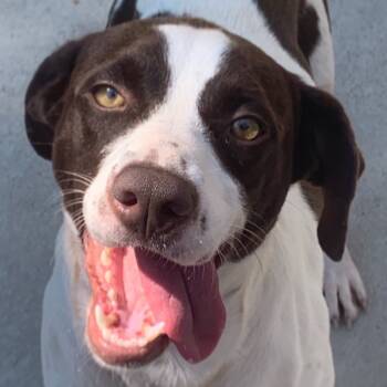 Rescue Spaniel and Redbone Coonhound Dogs for Adoption in Chattanooga, Tennessee - ChiefOrio | PetCurious