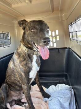 Brittle -  Mixed Breed Dog for Adoption in Honolulu, Hawaii - Brittle | PetCurious