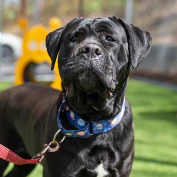 Cane Corso Dogs Available for Adoption in Warwick, Rhode Island - Onyx | PetCurious