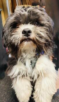 Muppet -  Shih Tzu Dog for Adoption in Mundelein, Illinois - Muppet | PetCurious