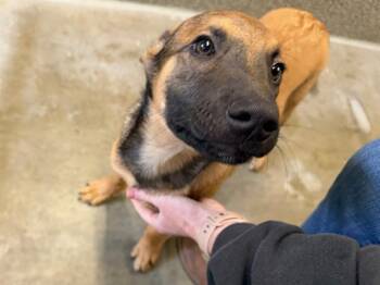 German Shepherd Dog and Mixed Breed Dogs Available for Adoption - DUKE | PetCurious