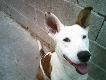 Australian Cattle Dog Blue Heeler Dogs Available for Adoption - STORMIE | PetCurious