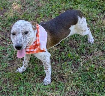 Australian Shepherd and Border Collie Dogs Available for Adoption in Watertown, Connecticut - Roo | PetCurious