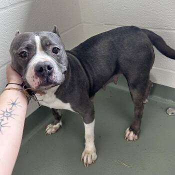 SVAS-Stray-39312 -  Staffordshire Bull Terrier Dog for Adoption in Lyndhurst, Virginia - SVAS-Stray-39312 | PetCurious