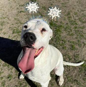 Bruce -  Dogo Argentino Dog for Adoption in Naperville, Illinois - Bruce | PetCurious