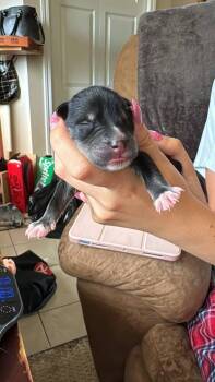 Drumstick -  Dachshund and Miniature Pinscher Dog for Adoption in Calgary, Alberta - Drumstick | PetCurious