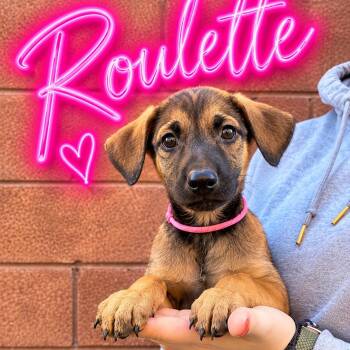 Roulette -  Doberman Pinscher Dog for Adoption in Las Vegas, Nevada - Roulette | PetCurious