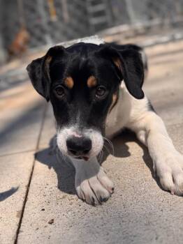 Beagle Dogs Available for Adoption in Muskegon, Michigan - Pinta | PetCurious