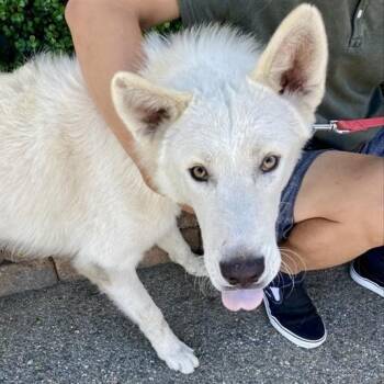 Rescue Husky Dogs for Adoption in Hawthorne, California - Chip | PetCurious