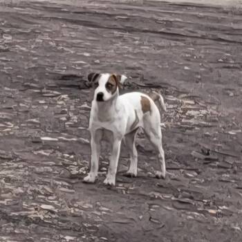 Labrador Retriever Dogs Available for Adoption in San Antonio, Texas - MILA | PetCurious