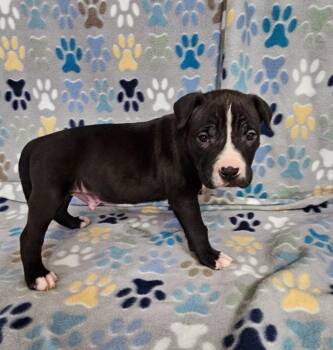 Flan -  Mixed Breed Dog for Adoption in Wabash, Indiana - Flan | PetCurious