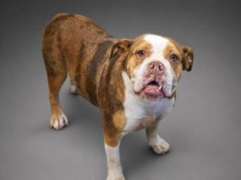 Big Momma -  English Bulldog and Mixed Breed Dog for Adoption in Bowling Green, Kentucky - Big Momma | PetCurious