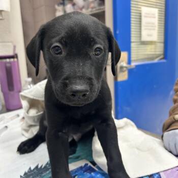 Black Labrador Retriever and Mixed Breed Dogs Available for Adoption - Indigo | PetCurious