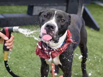 Diesel -  Mixed Breed Dog for Adoption - Diesel | PetCurious