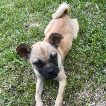 Calypso -  Chihuahua and Pug Dog for Adoption in Santa Fe, Texas - Calypso | PetCurious