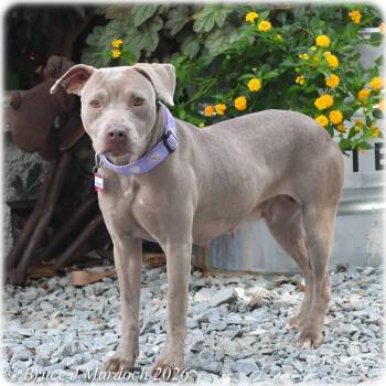 Ashland -  Pit Bull Terrier Dog for Adoption in Wake Forest, North Carolina - Ashland | PetCurious